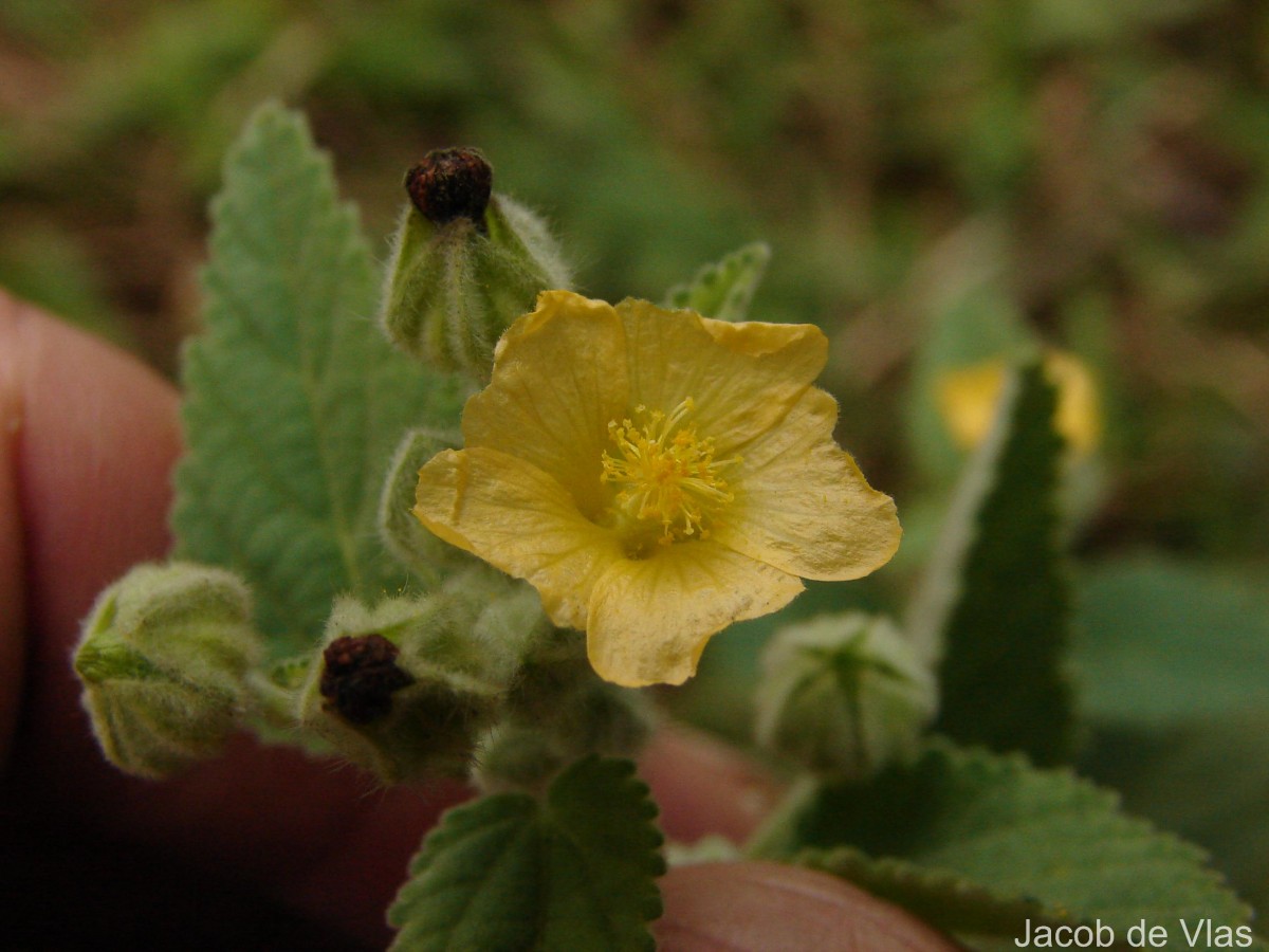 Sida cordifolia L.